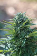 X-Kunk strain photo