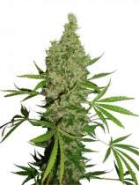 White Widow X The Ultimate strain photo