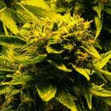 OG Kush strain photo