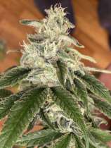 Alien Gorilla Pimp strain photo