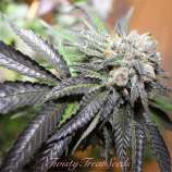 Bubba HD strain photo
