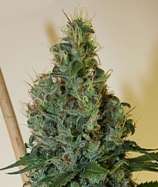 Apothecary Genetics - Congo OG strain photo