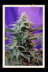 Sweet Special F1 Fast Version strain photo