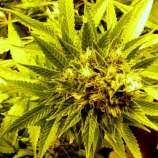 NL Cheese strain photo
