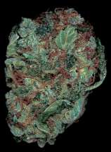 Matanuska Thunderfuck strain photo