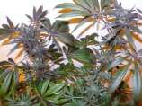 Bodhi Seeds - Bubba Kush x Pakistani Sativa strain photo