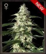 Skunk Autoflowering strain photo