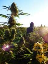 Guerilla Gold #3 strain photo