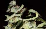 Pepe Le Dank strain photo
