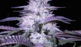 Godfather Kush strain photo