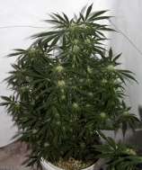 Early Skunk Haze strain photo