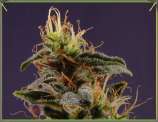 G13 Haze NYC Diesel strain photo