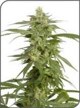 Hollands Hope strain photo