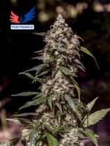 1:20 CBD+ strain photo