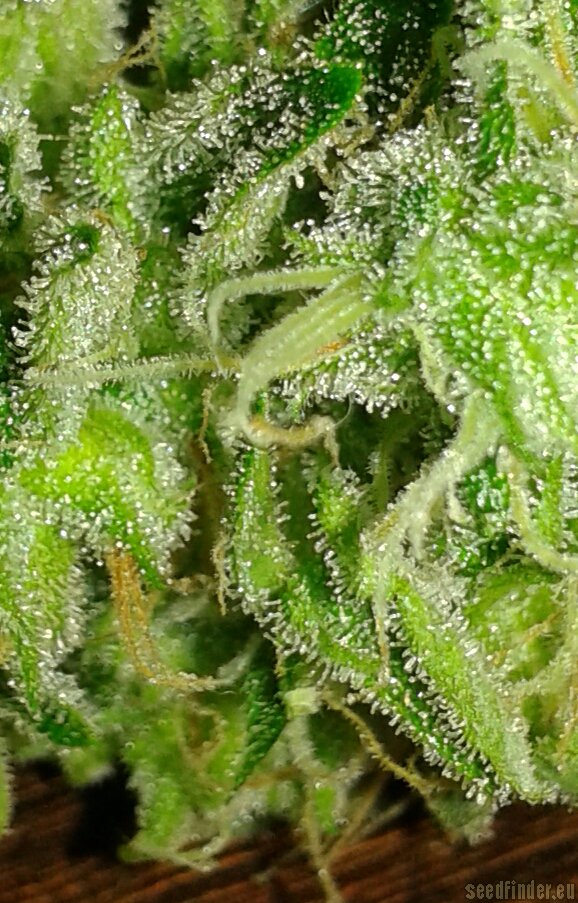 Blue Mammoth strain photo