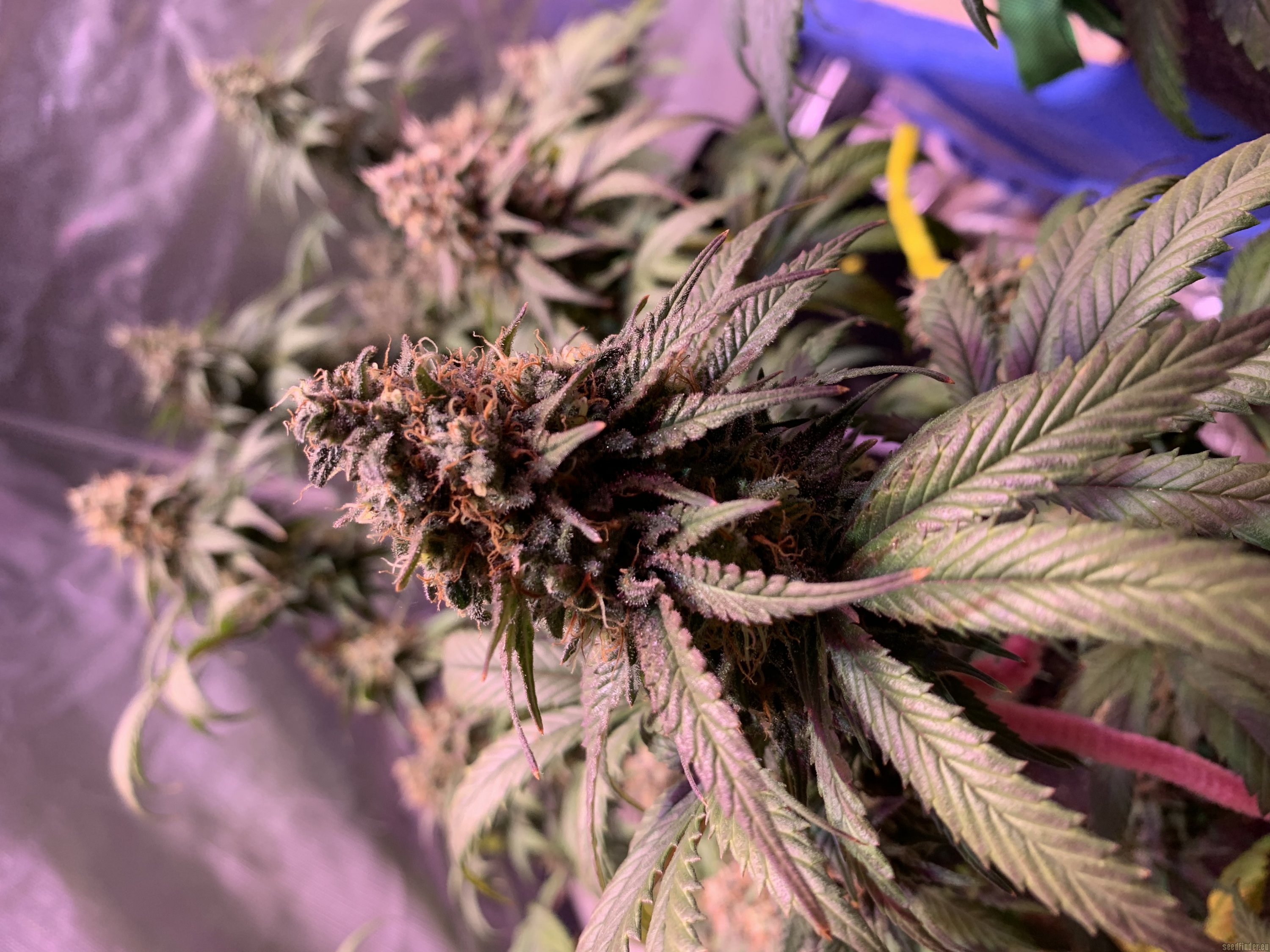 Black Domina strain photo