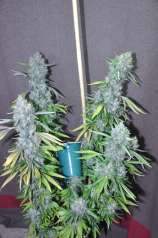 Chrome Diesel strain photo