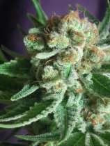 TGA Subcool Seeds - Shangrila strain photo