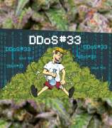 DDoS #33 strain photo