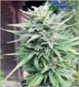 E-Rocket strain photo