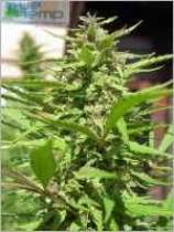DarkVader strain photo