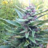 BC Haze #1 x Freezeland strain photo