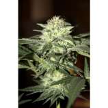 Auto Moscow strain photo