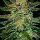Dark Domina strain photo