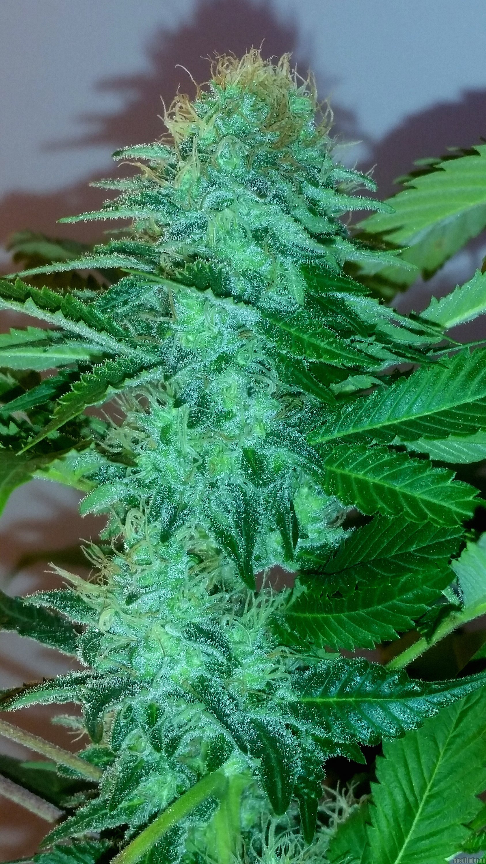 Brazil Amazonia strain photo