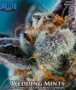Wedding Mints strain photo