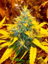 Banana Kush strain photo