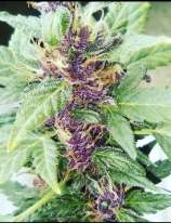 Choco Chiba strain photo