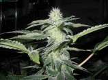 Sharksbreath strain photo