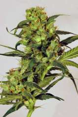 Spicy Bitch strain photo