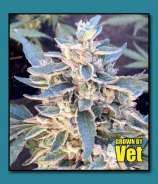 Kappo Kush strain photo