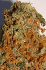 Ministry of Cannabis - Power Plant strain photo