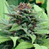 Generic Weed strain photo