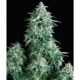 Anubis strain photo