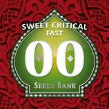Sweet Critical Fast strain photo
