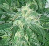 Amnesia Bilbo strain photo