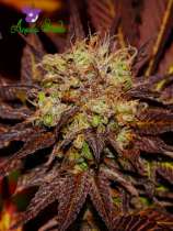 Purps OG strain photo