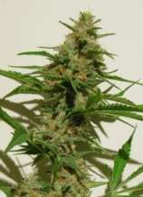 Mexican Haze strain photo