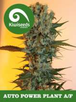 Auto Power Plant strain photo
