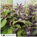 Otto's Jacket strain photo