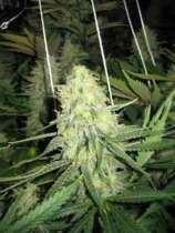 Grapefruit strain photo