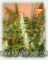 Northern Light x Haze strain photo