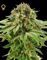 Grape LA strain photo
