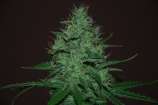 Amnesia Haze Auto strain photo