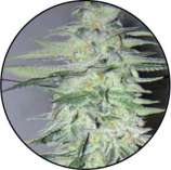 Michelle Moist strain photo