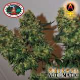 Chiesel Automatic strain photo